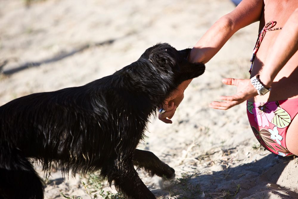 Dog biting a woman's wrist
