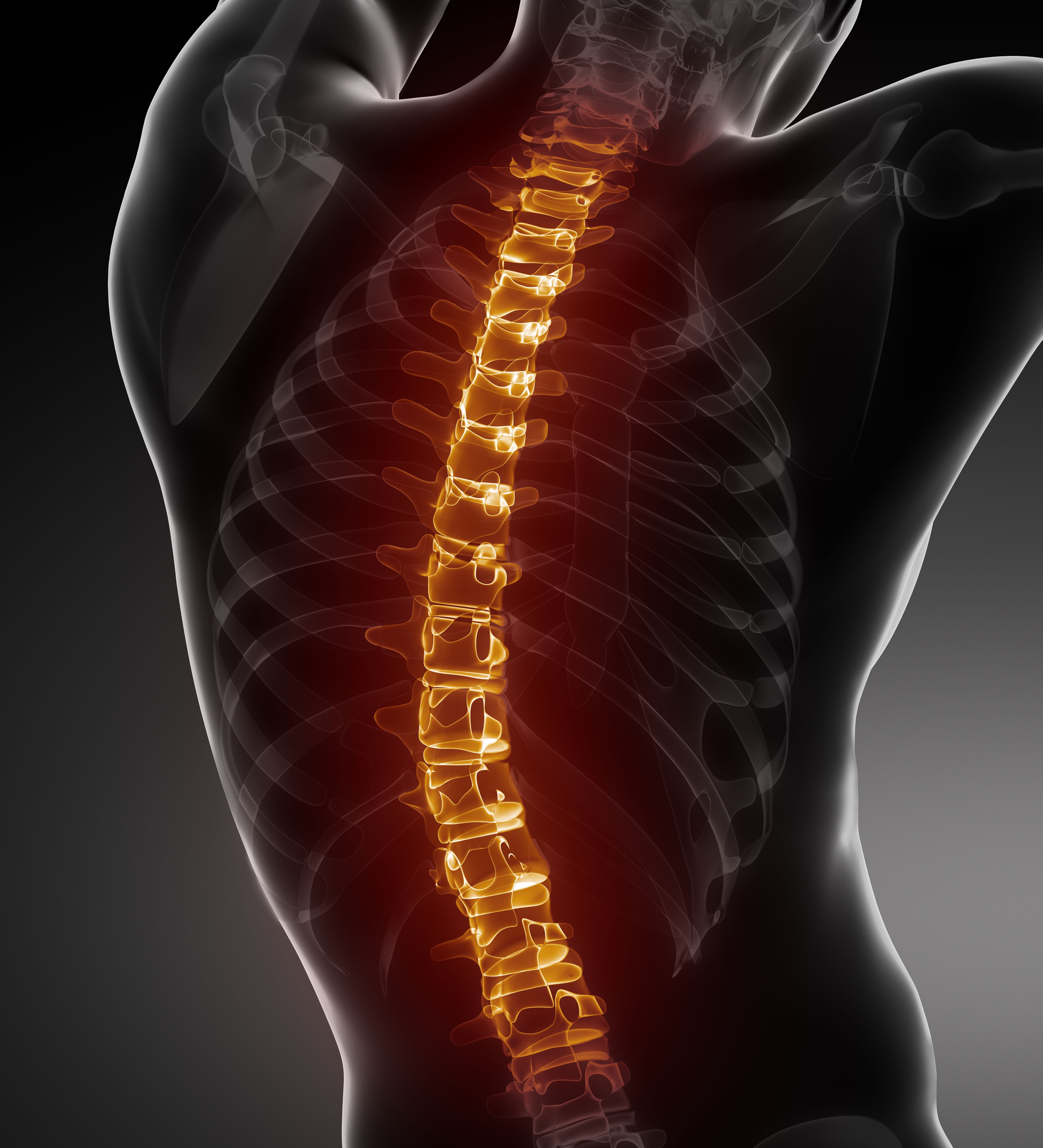 Spinal column
